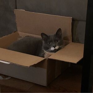 Meet your Posher, Preston